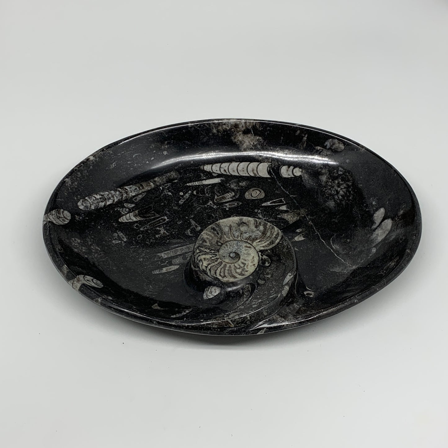 900g, 8.75"x6.5" Black Fossils Ammonite Orthoceras Bowl Oval Ring @Morocco,B8427