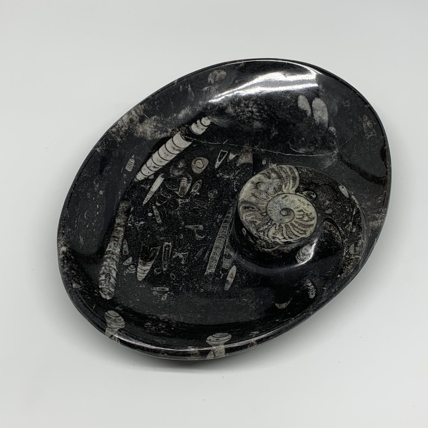 900g, 8.75"x6.5" Black Fossils Ammonite Orthoceras Bowl Oval Ring @Morocco,B8427