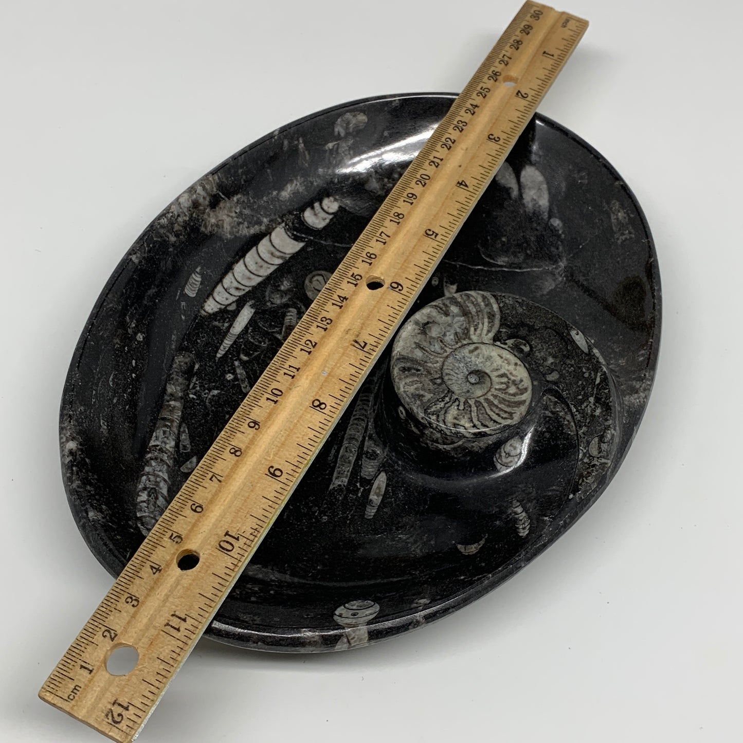 900g, 8.75"x6.5" Black Fossils Ammonite Orthoceras Bowl Oval Ring @Morocco,B8427
