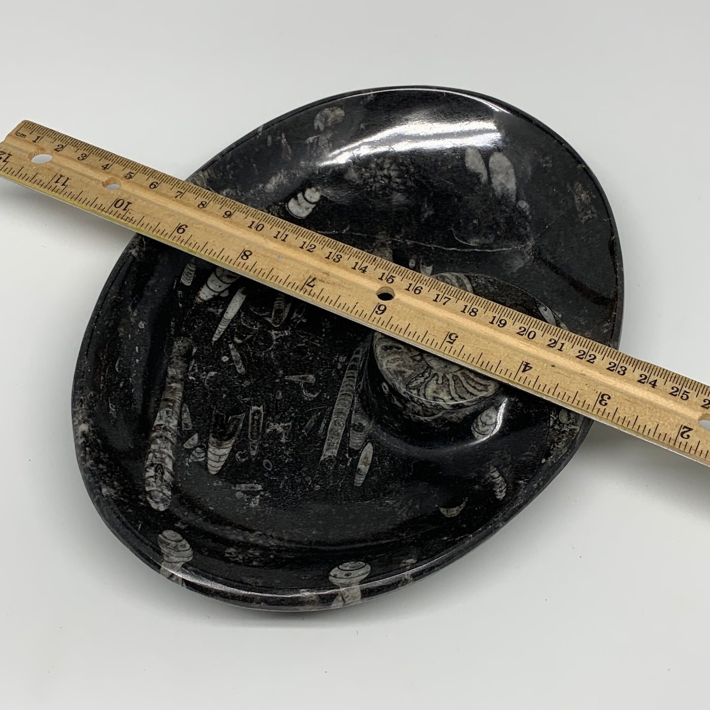 900g, 8.75"x6.5" Black Fossils Ammonite Orthoceras Bowl Oval Ring @Morocco,B8427