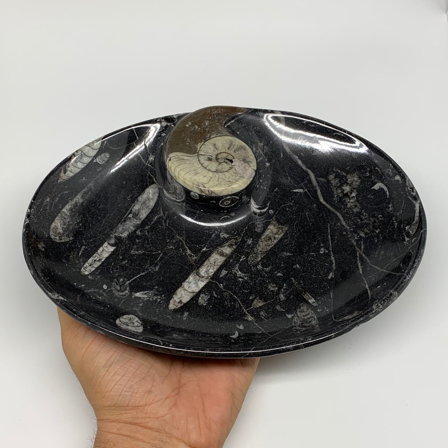 840g, 8.75"x6.5" Black Fossils Ammonite Orthoceras Bowl Oval Ring @Morocco,B8428