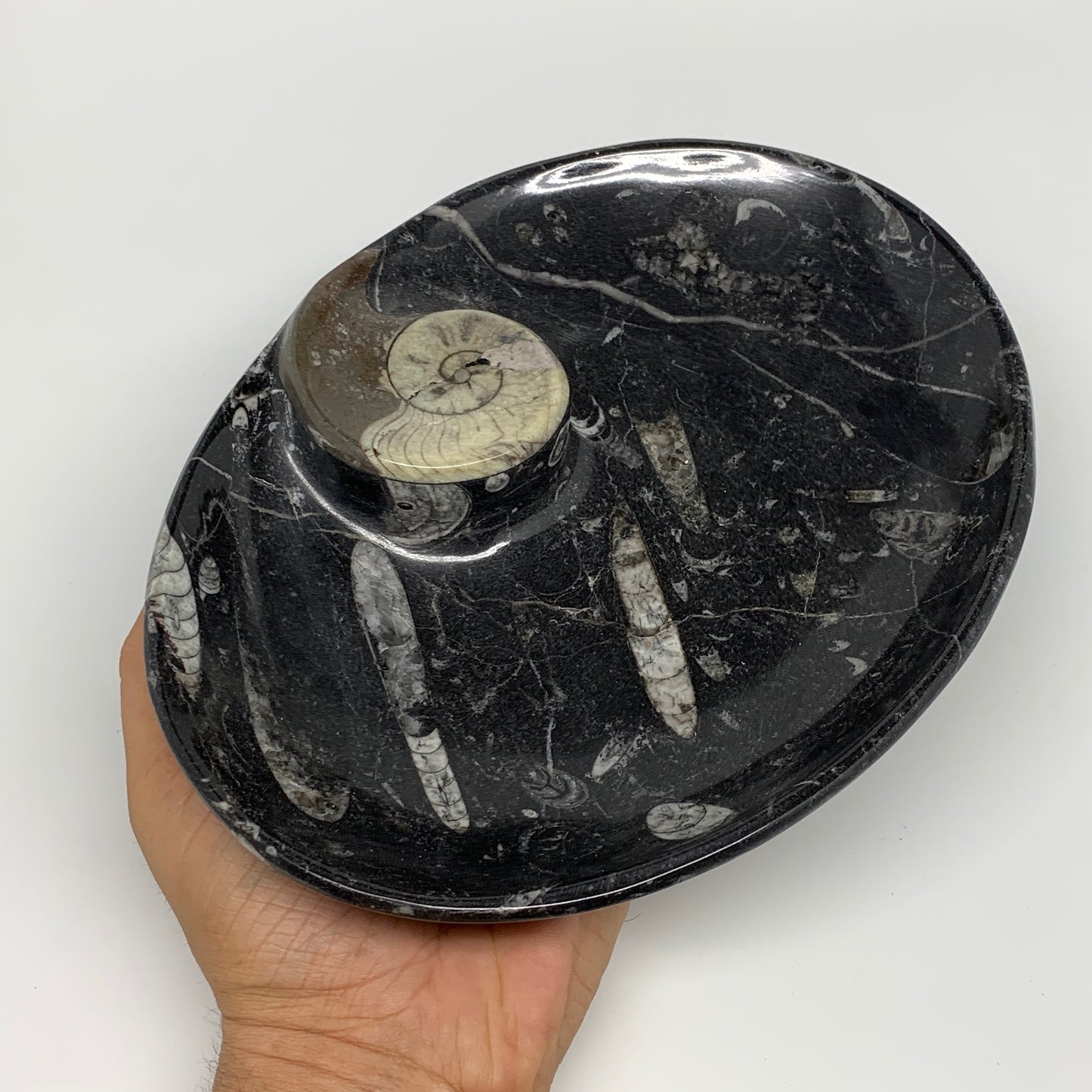 840g, 8.75"x6.5" Black Fossils Ammonite Orthoceras Bowl Oval Ring @Morocco,B8428