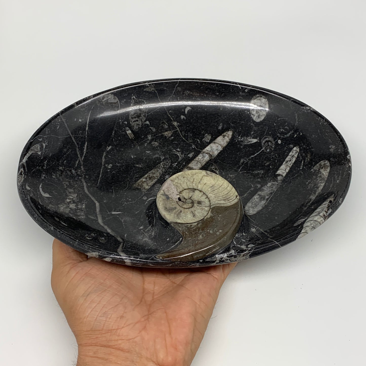 840g, 8.75"x6.5" Black Fossils Ammonite Orthoceras Bowl Oval Ring @Morocco,B8428