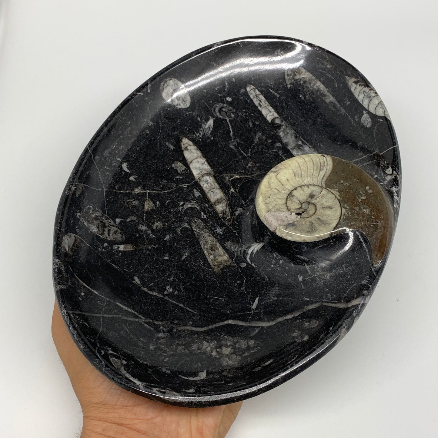 840g, 8.75"x6.5" Black Fossils Ammonite Orthoceras Bowl Oval Ring @Morocco,B8428