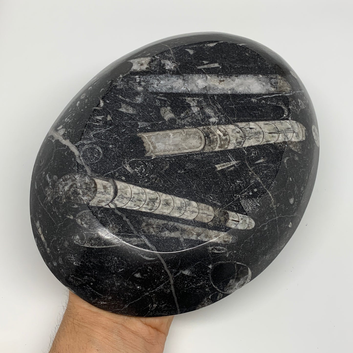 840g, 8.75"x6.5" Black Fossils Ammonite Orthoceras Bowl Oval Ring @Morocco,B8428