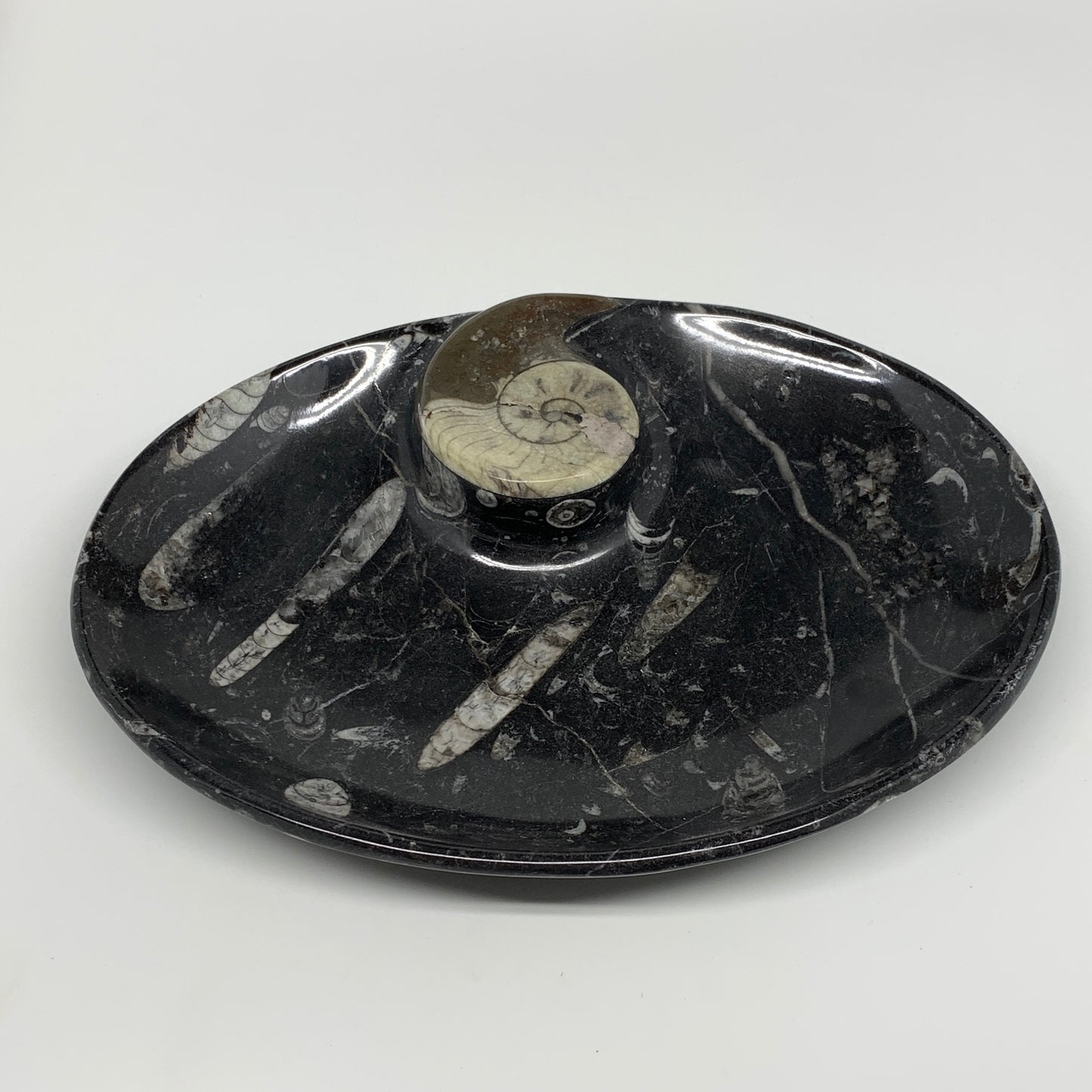 840g, 8.75"x6.5" Black Fossils Ammonite Orthoceras Bowl Oval Ring @Morocco,B8428