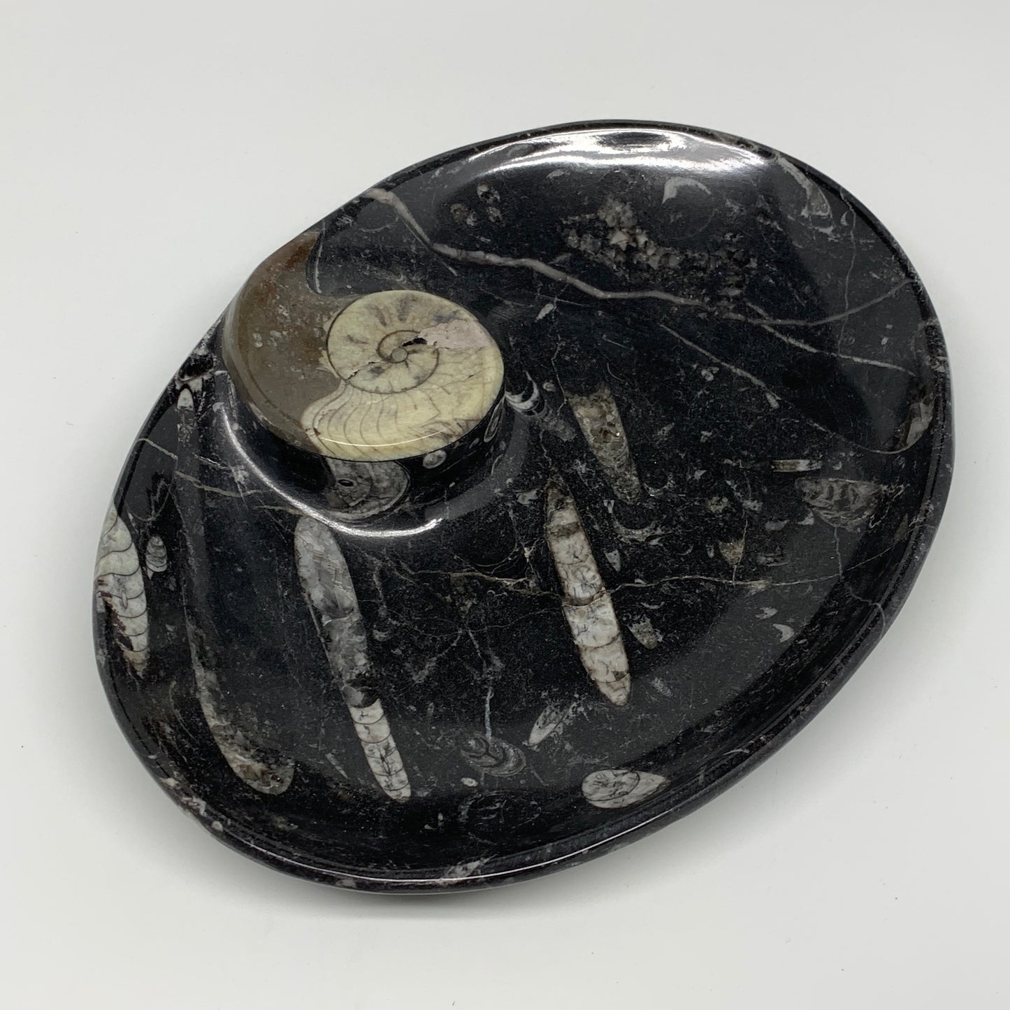 840g, 8.75"x6.5" Black Fossils Ammonite Orthoceras Bowl Oval Ring @Morocco,B8428