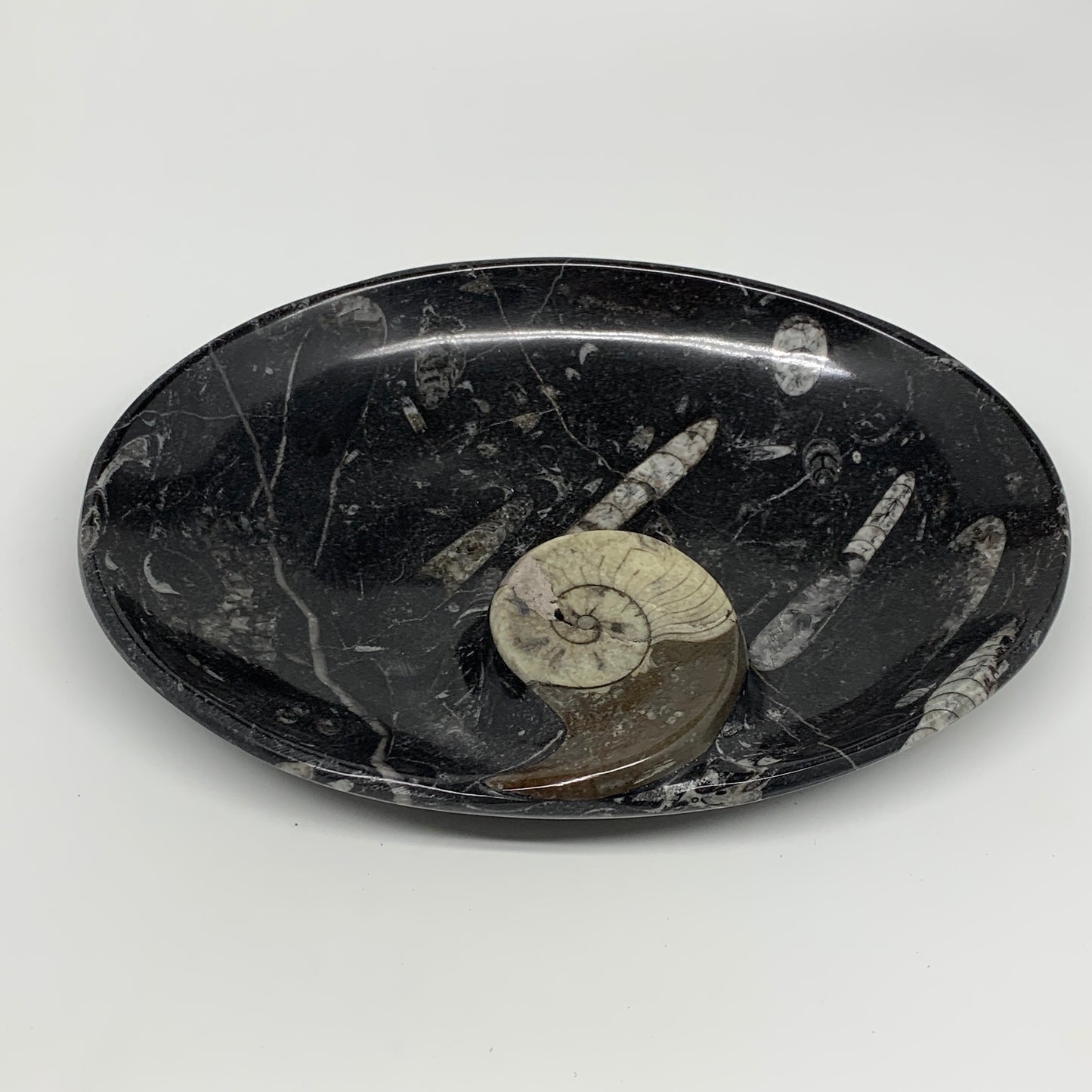 840g, 8.75"x6.5" Black Fossils Ammonite Orthoceras Bowl Oval Ring @Morocco,B8428