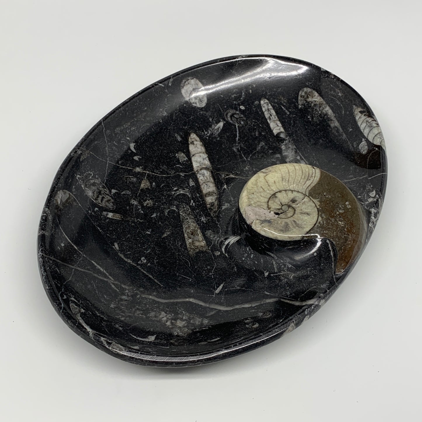 840g, 8.75"x6.5" Black Fossils Ammonite Orthoceras Bowl Oval Ring @Morocco,B8428