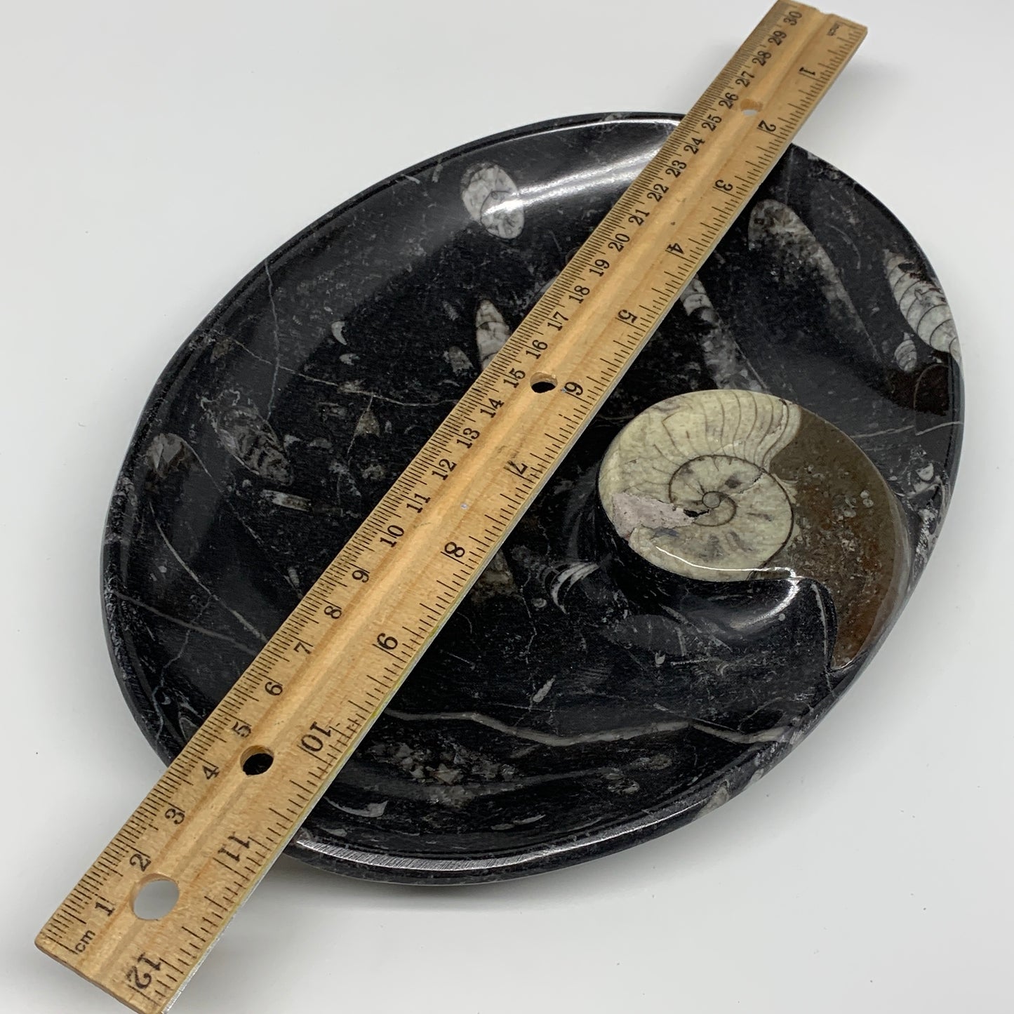 840g, 8.75"x6.5" Black Fossils Ammonite Orthoceras Bowl Oval Ring @Morocco,B8428