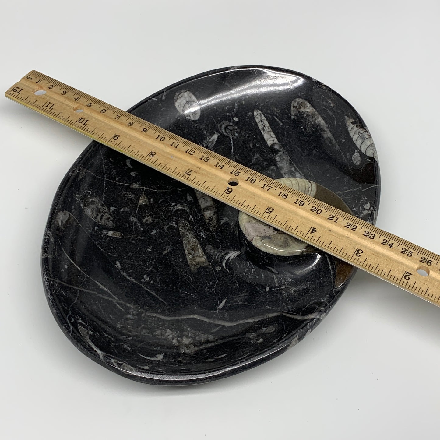 840g, 8.75"x6.5" Black Fossils Ammonite Orthoceras Bowl Oval Ring @Morocco,B8428