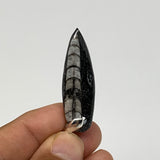 4.82g, 1.6"x0.5"x0.2", Natural Fossils Orthoceras Pendant (Straight Horn),B12530