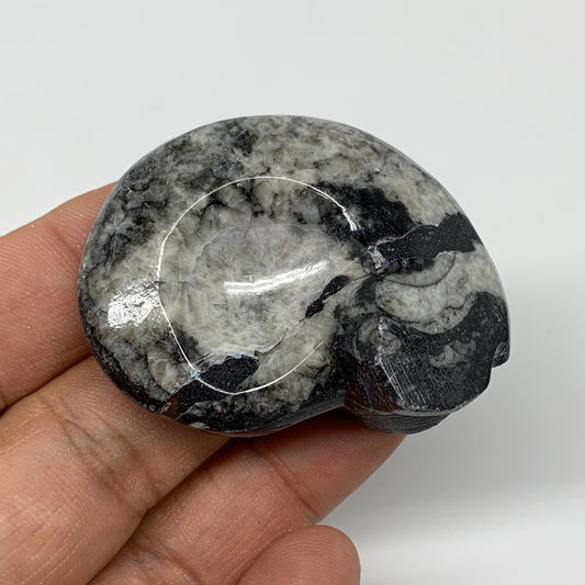 34g, 2"x1.5"x0.8", Goniatite Ammonite Polished Mineral from Morocco, F1987