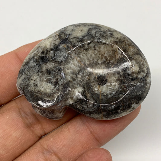33.4g, 2"x1.5"x0.7", Goniatite Ammonite Polished Mineral from Morocco, F1989
