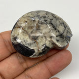 33.4g, 2"x1.5"x0.7", Goniatite Ammonite Polished Mineral from Morocco, F1989