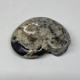 33.4g, 2"x1.5"x0.7", Goniatite Ammonite Polished Mineral from Morocco, F1989