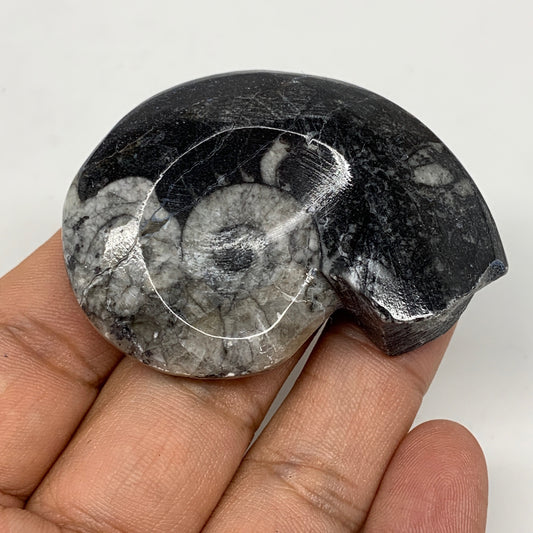 38.6g, 2.2"x1.6"x0.7", Goniatite Ammonite Polished Mineral from Morocco, F1990
