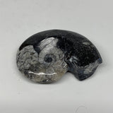 38.6g, 2.2"x1.6"x0.7", Goniatite Ammonite Polished Mineral from Morocco, F1990