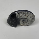 38.6g, 2.2"x1.6"x0.7", Goniatite Ammonite Polished Mineral from Morocco, F1990