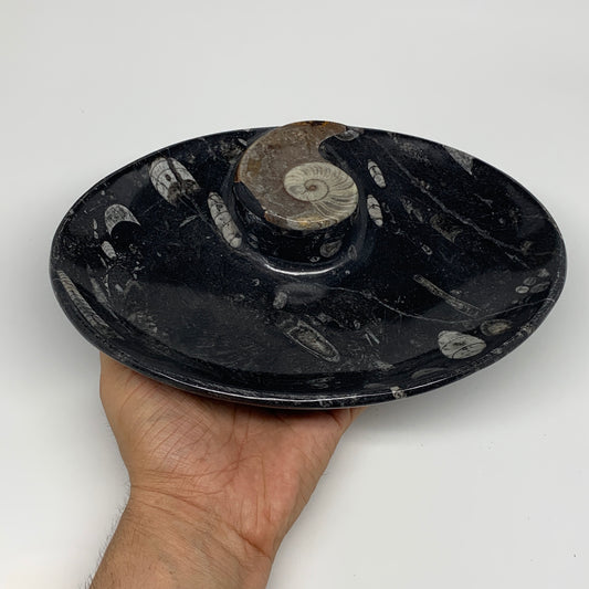 868g, 8.75"x6.5" Black Fossils Ammonite Orthoceras Bowl Oval Ring @Morocco,B8440
