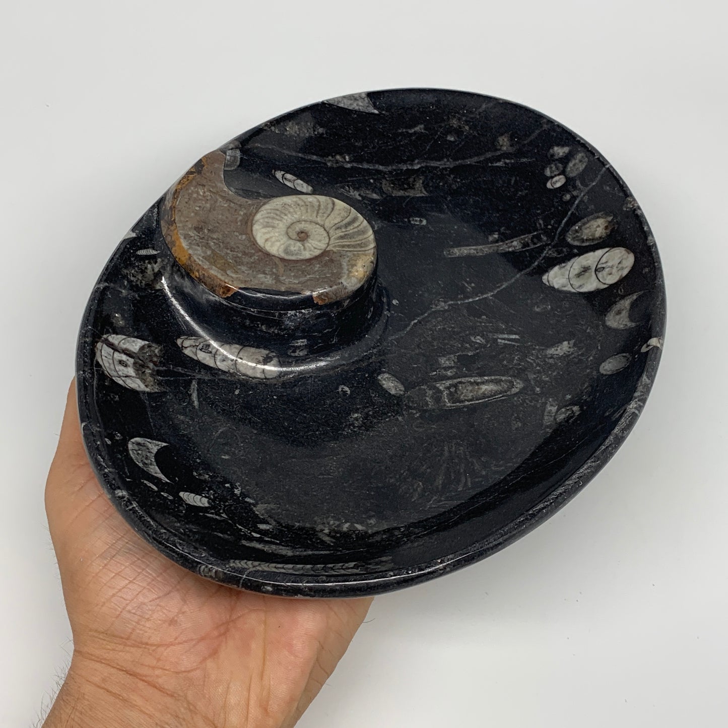 868g, 8.75"x6.5" Black Fossils Ammonite Orthoceras Bowl Oval Ring @Morocco,B8440
