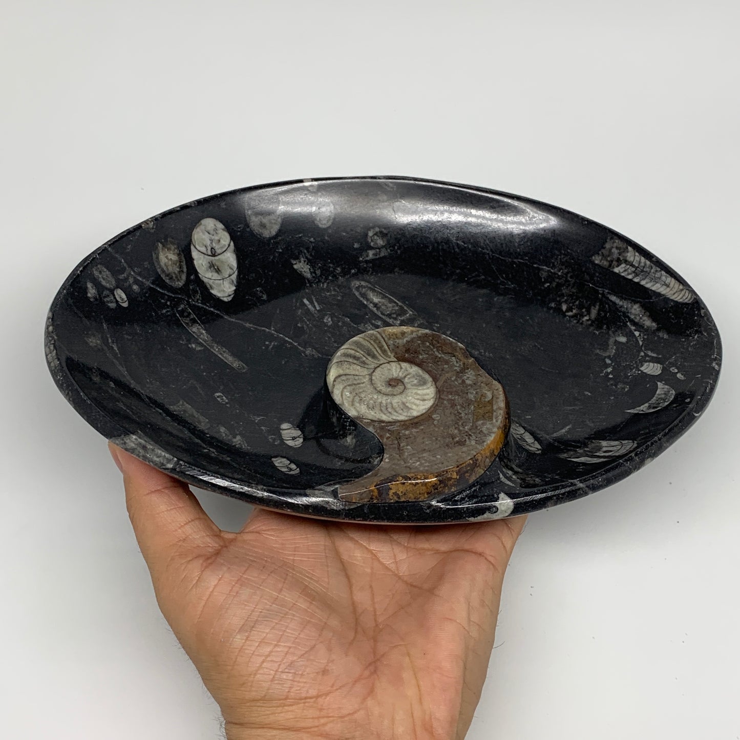 868g, 8.75"x6.5" Black Fossils Ammonite Orthoceras Bowl Oval Ring @Morocco,B8440