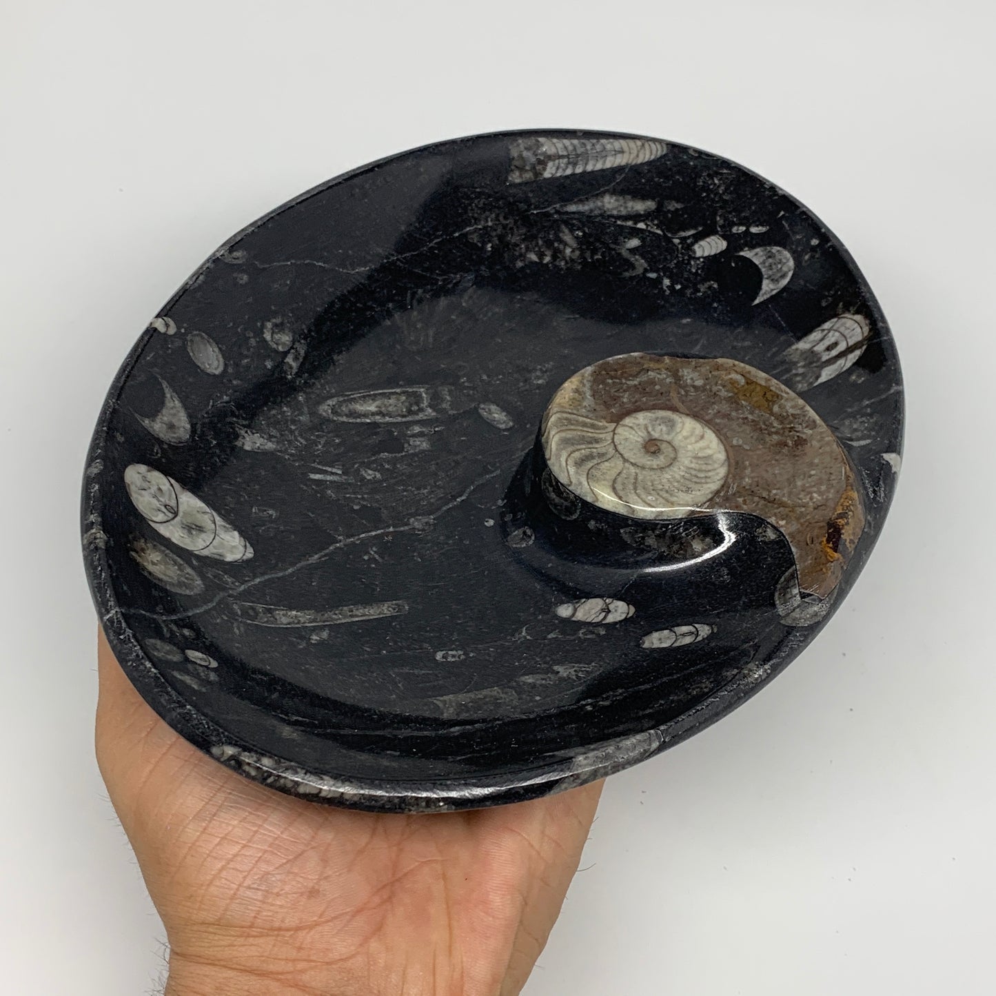 868g, 8.75"x6.5" Black Fossils Ammonite Orthoceras Bowl Oval Ring @Morocco,B8440