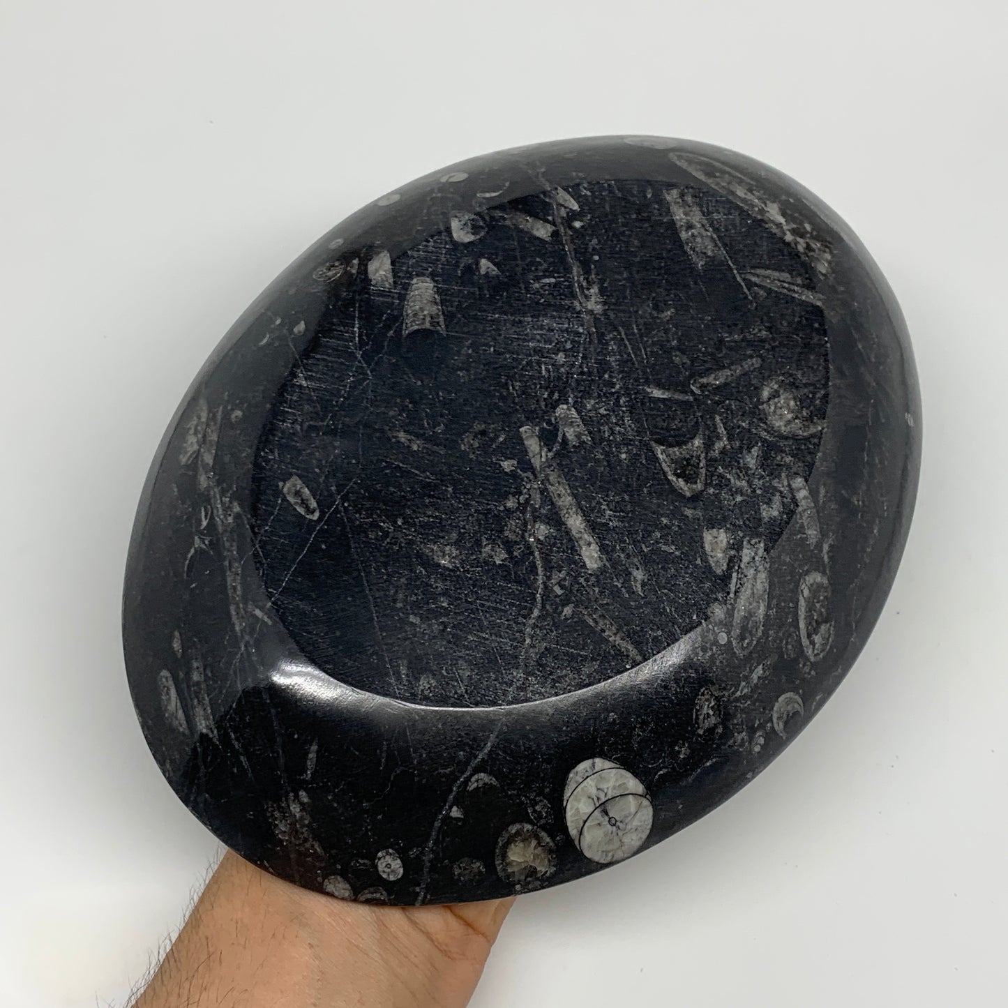 868g, 8.75"x6.5" Black Fossils Ammonite Orthoceras Bowl Oval Ring @Morocco,B8440