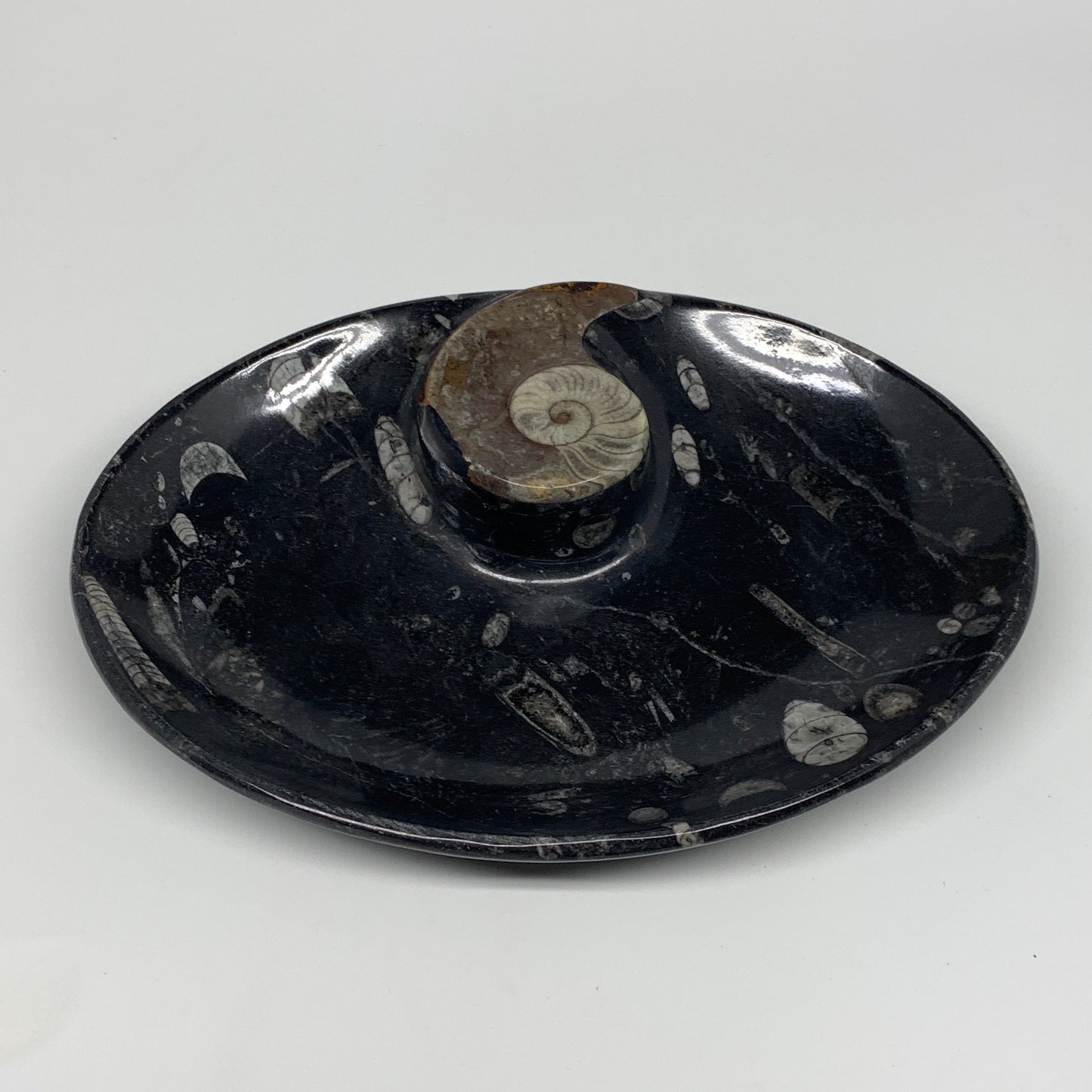 868g, 8.75"x6.5" Black Fossils Ammonite Orthoceras Bowl Oval Ring @Morocco,B8440