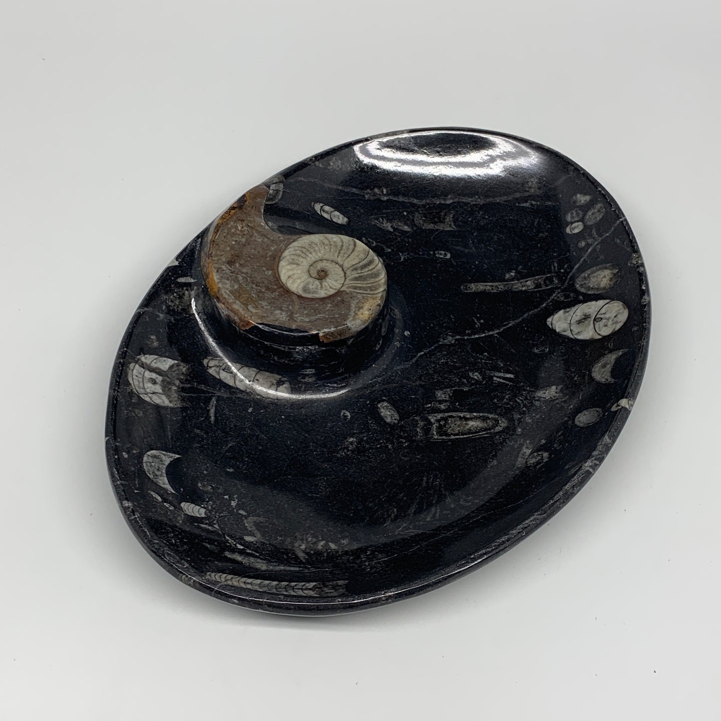 868g, 8.75"x6.5" Black Fossils Ammonite Orthoceras Bowl Oval Ring @Morocco,B8440