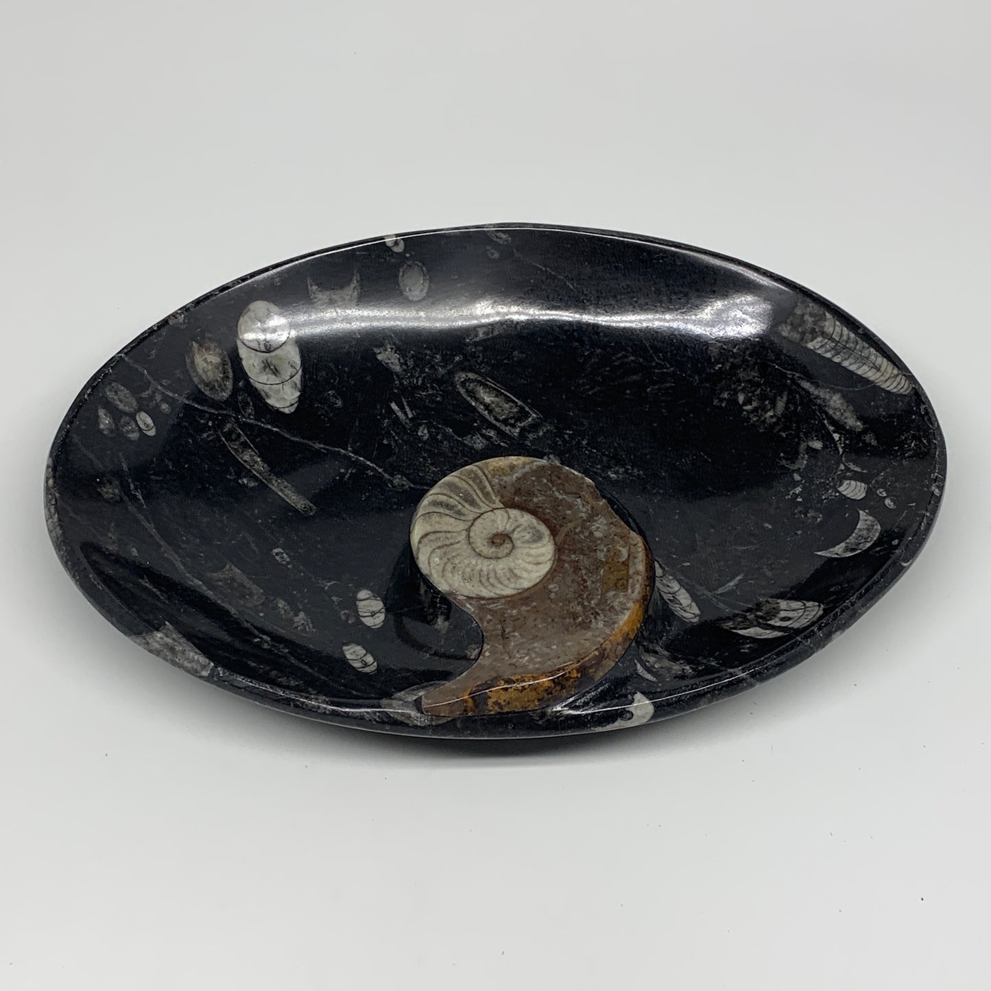 868g, 8.75"x6.5" Black Fossils Ammonite Orthoceras Bowl Oval Ring @Morocco,B8440