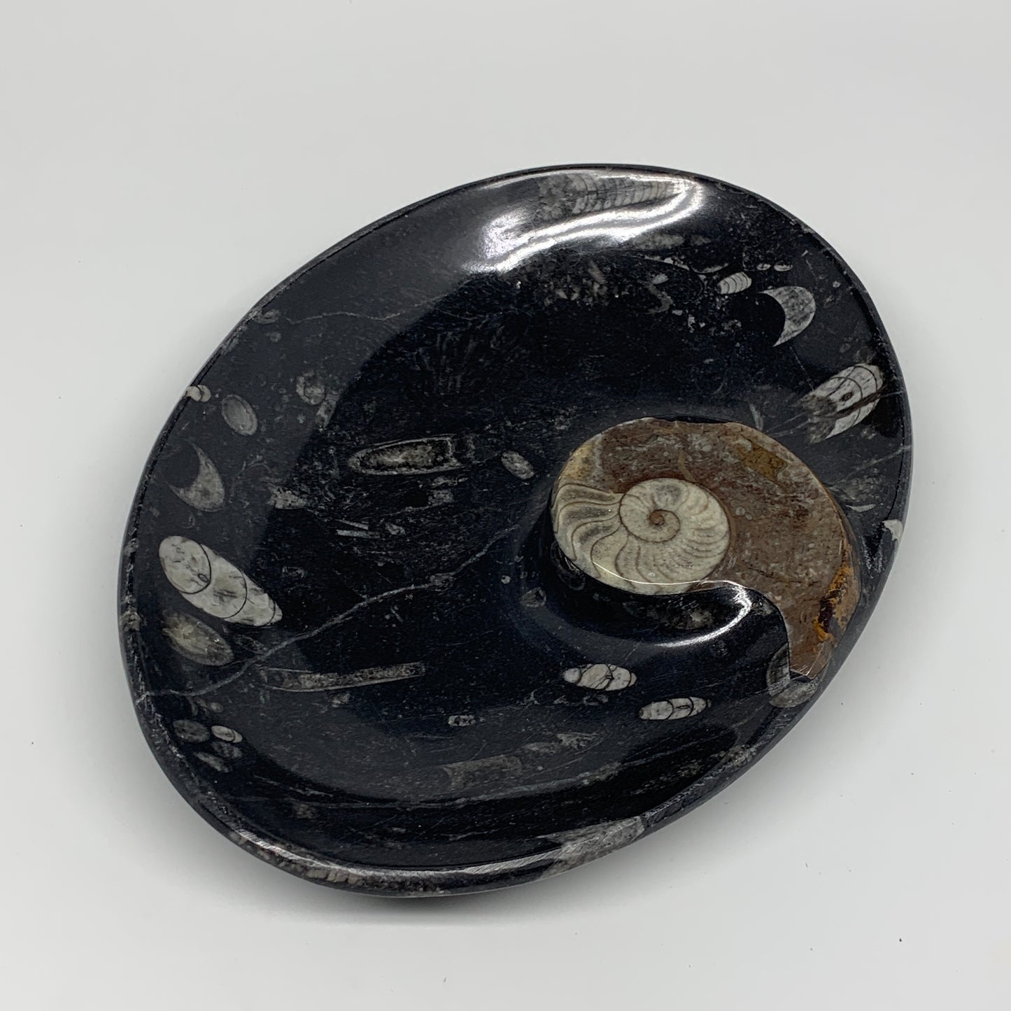 868g, 8.75"x6.5" Black Fossils Ammonite Orthoceras Bowl Oval Ring @Morocco,B8440