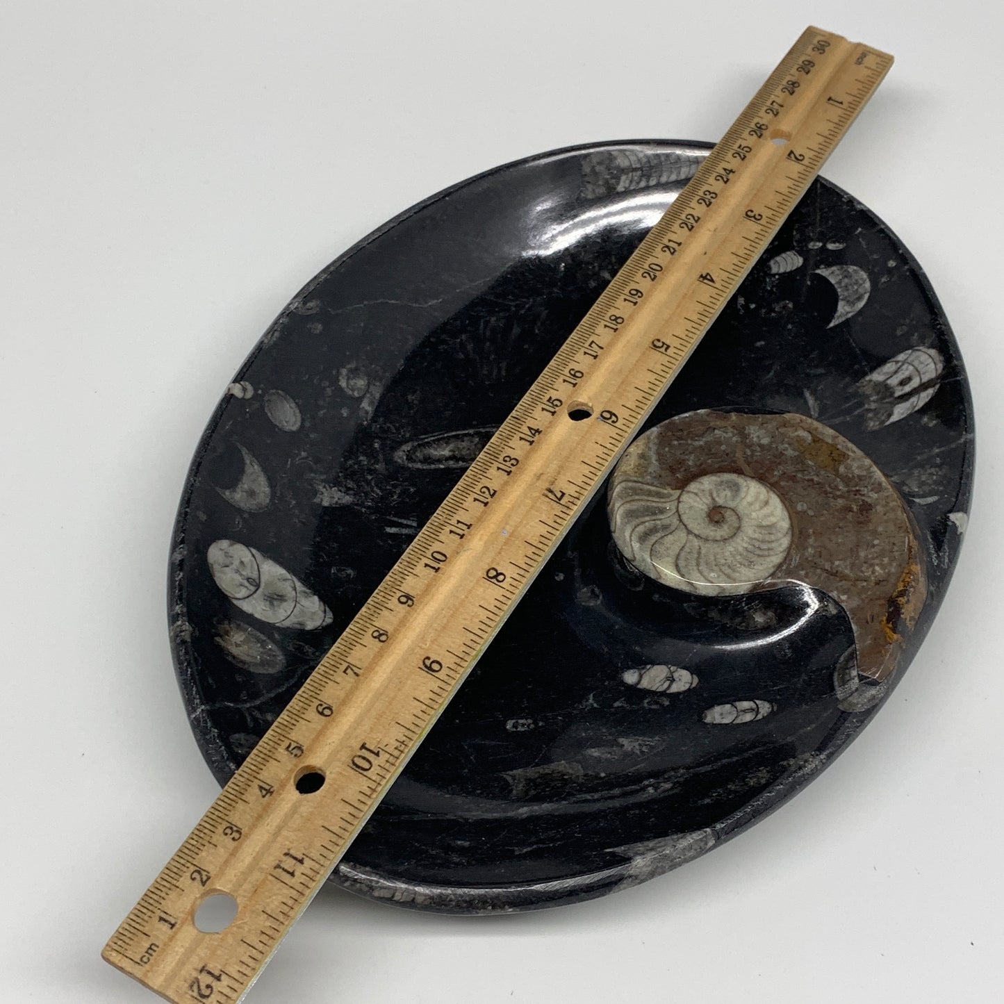 868g, 8.75"x6.5" Black Fossils Ammonite Orthoceras Bowl Oval Ring @Morocco,B8440