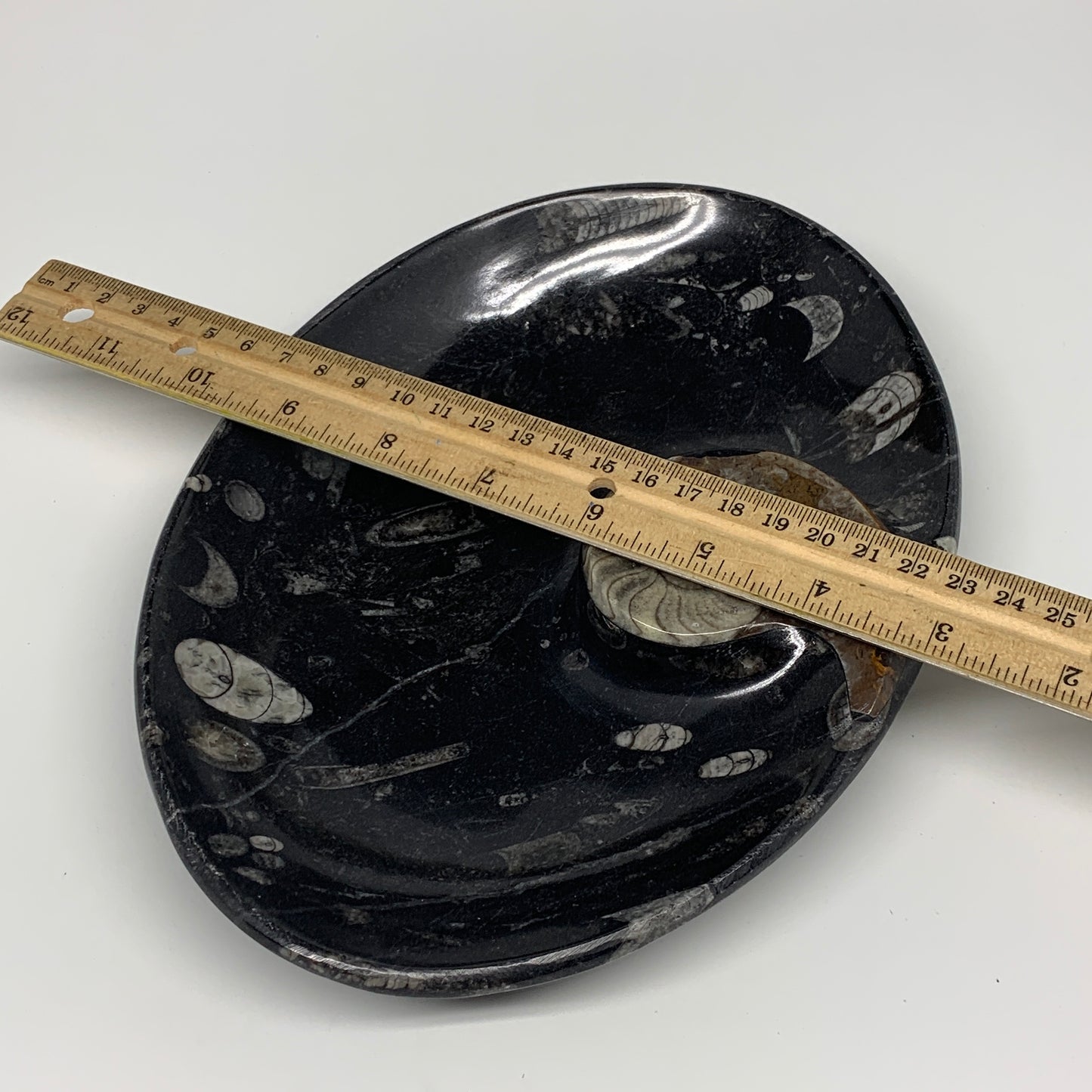 868g, 8.75"x6.5" Black Fossils Ammonite Orthoceras Bowl Oval Ring @Morocco,B8440