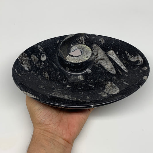 976g, 8.75"x6.5" Black Fossils Ammonite Orthoceras Bowl Oval Ring @Morocco,B8442