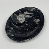 976g, 8.75"x6.5" Black Fossils Ammonite Orthoceras Bowl Oval Ring @Morocco,B8442