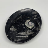 976g, 8.75"x6.5" Black Fossils Ammonite Orthoceras Bowl Oval Ring @Morocco,B8442