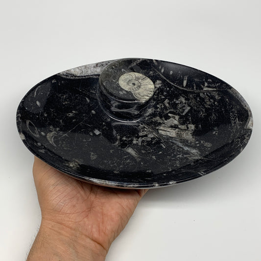 884g, 8.75"x6.5" Black Fossils Ammonite Orthoceras Bowl Oval Ring @Morocco,B8446