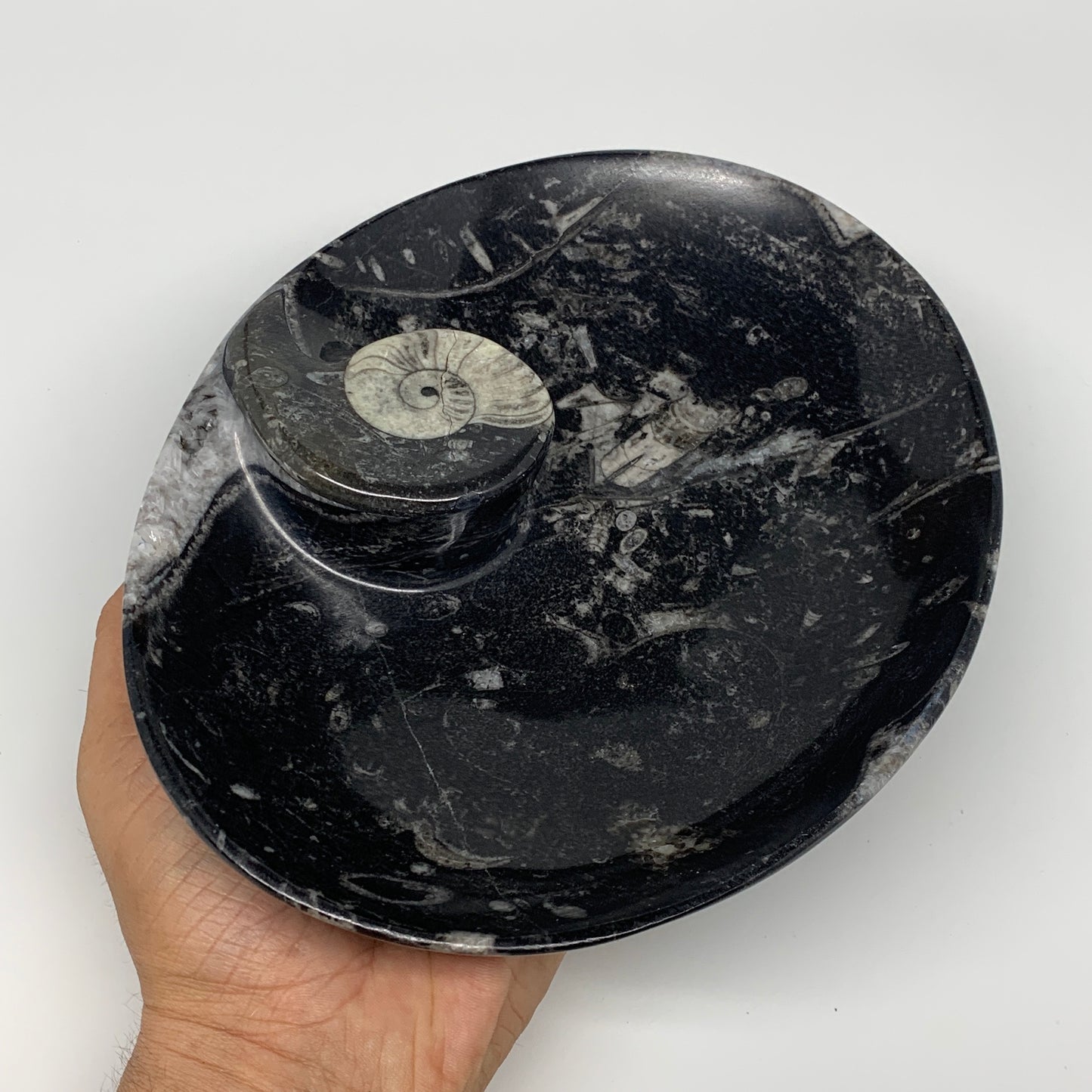 884g, 8.75"x6.5" Black Fossils Ammonite Orthoceras Bowl Oval Ring @Morocco,B8446