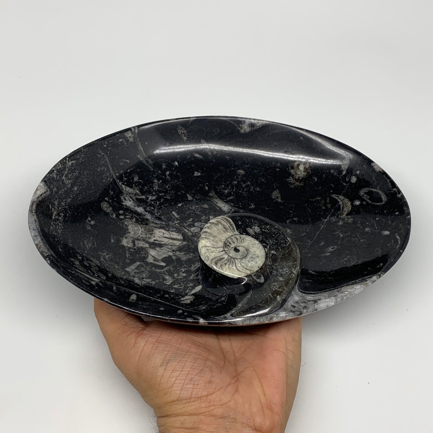884g, 8.75"x6.5" Black Fossils Ammonite Orthoceras Bowl Oval Ring @Morocco,B8446