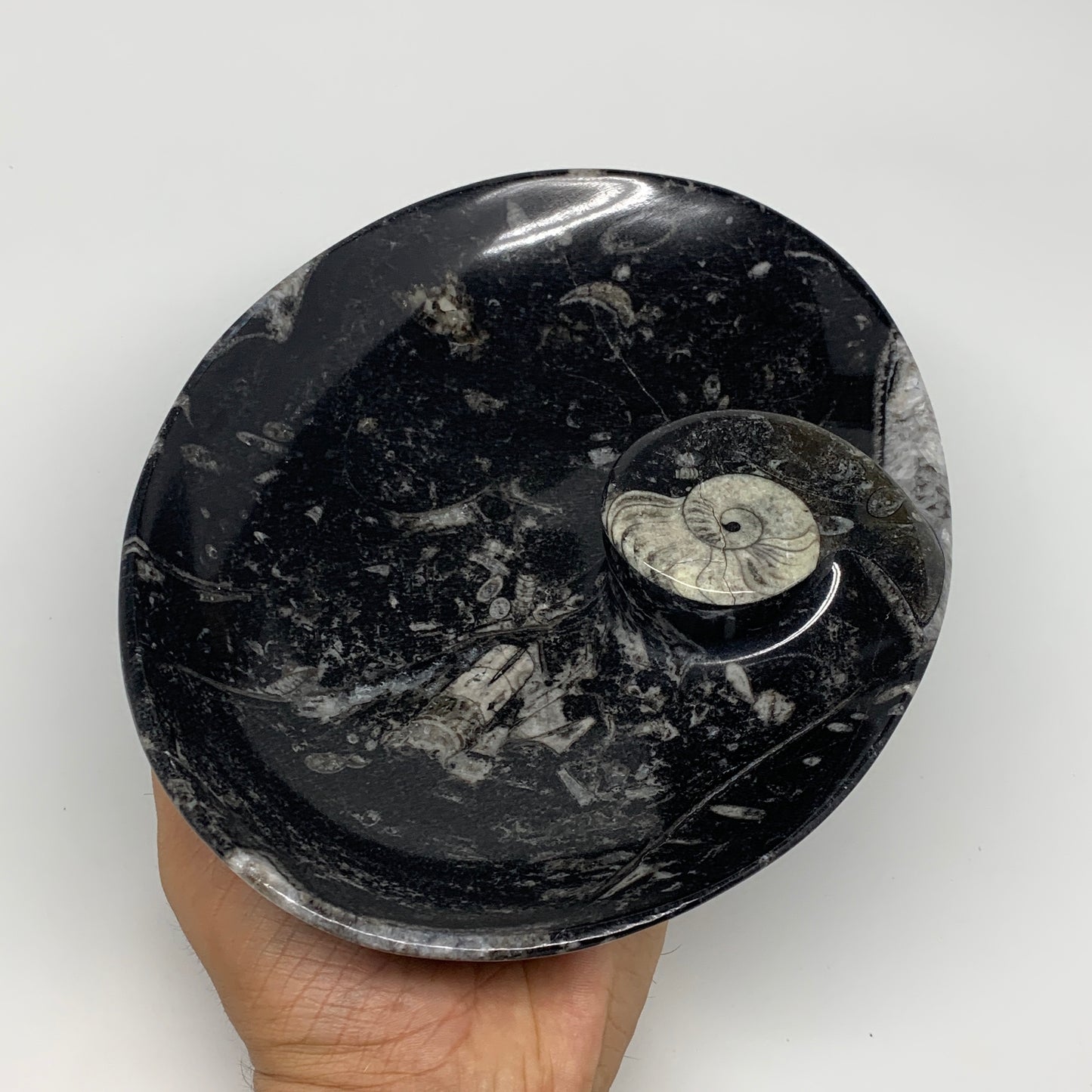 884g, 8.75"x6.5" Black Fossils Ammonite Orthoceras Bowl Oval Ring @Morocco,B8446