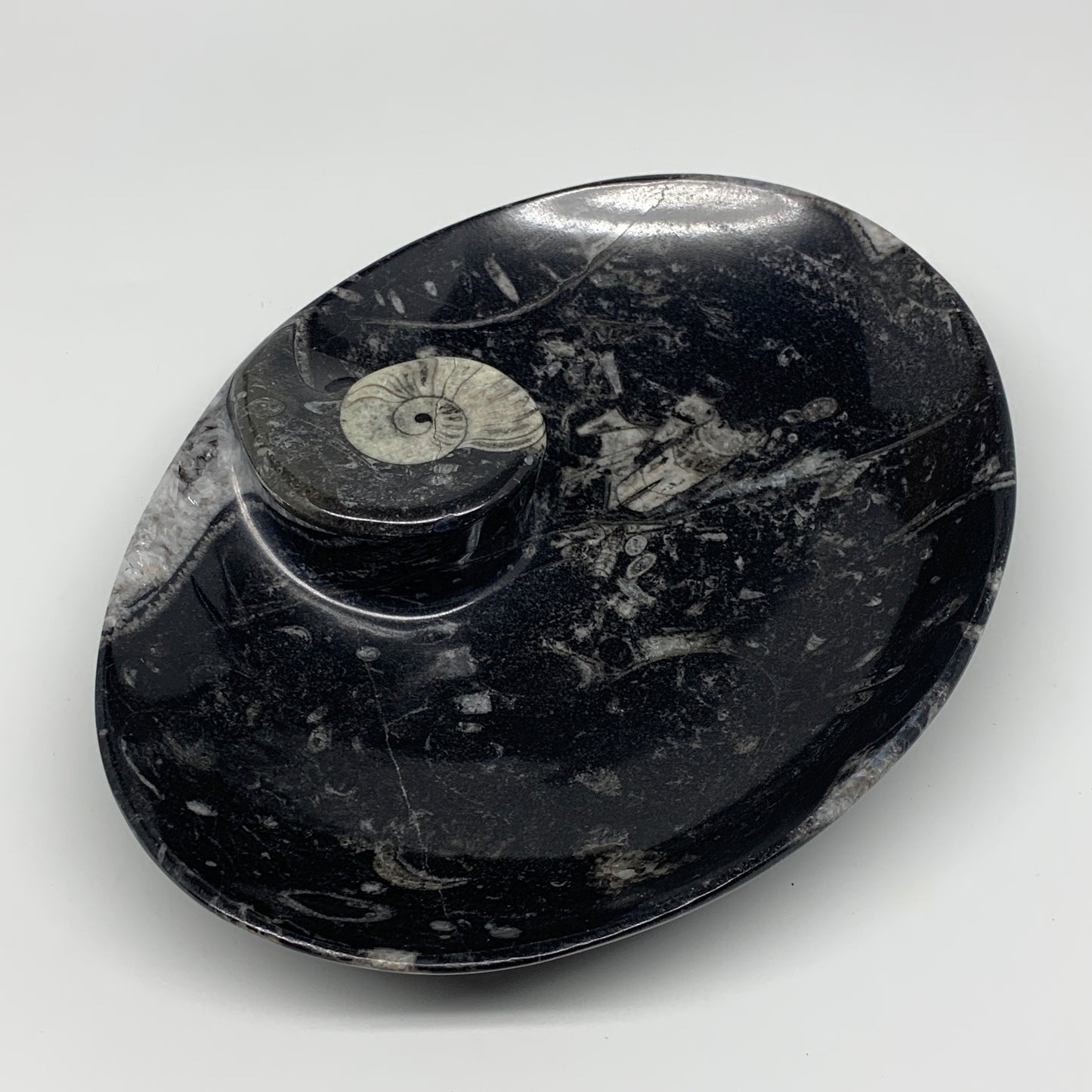 884g, 8.75"x6.5" Black Fossils Ammonite Orthoceras Bowl Oval Ring @Morocco,B8446