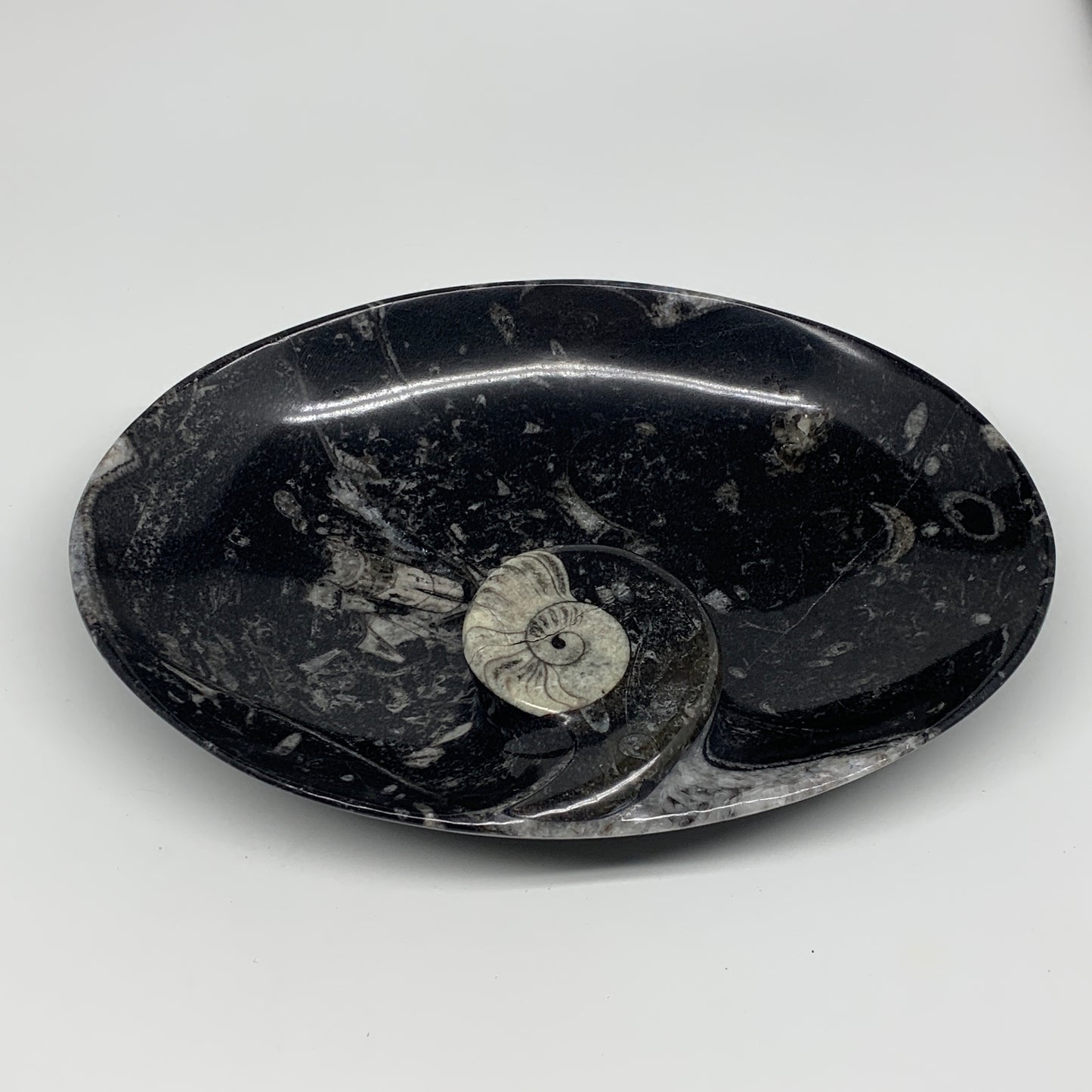 884g, 8.75"x6.5" Black Fossils Ammonite Orthoceras Bowl Oval Ring @Morocco,B8446