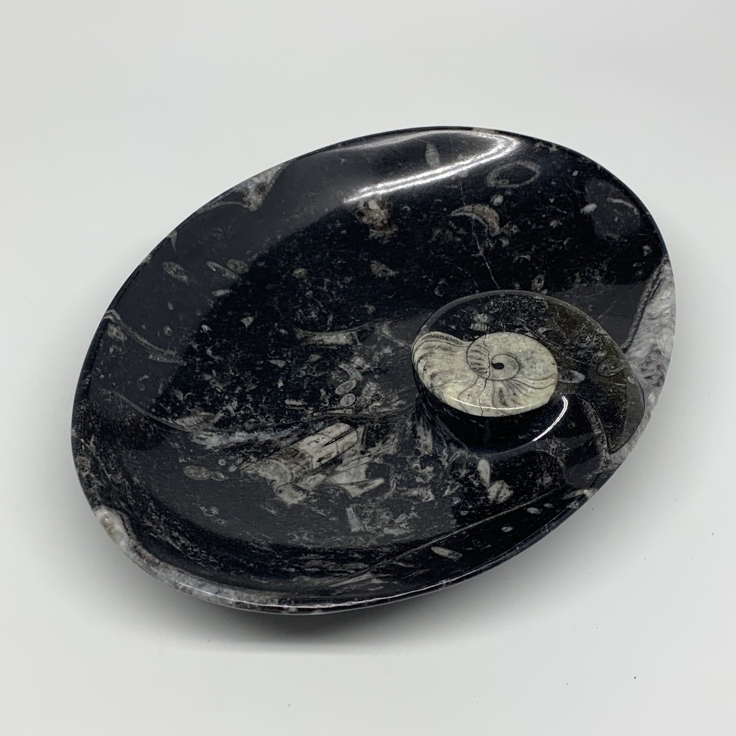 884g, 8.75"x6.5" Black Fossils Ammonite Orthoceras Bowl Oval Ring @Morocco,B8446