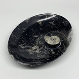884g, 8.75"x6.5" Black Fossils Ammonite Orthoceras Bowl Oval Ring @Morocco,B8446