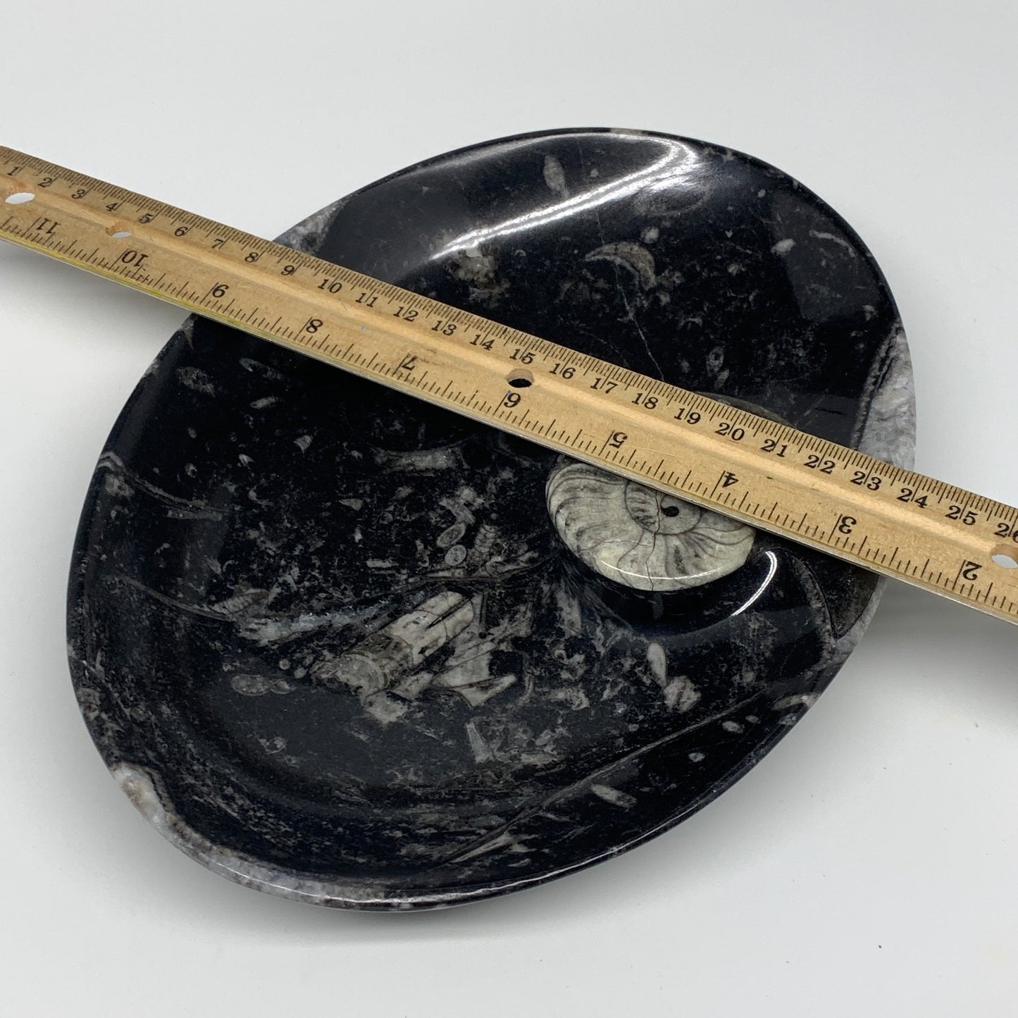 884g, 8.75"x6.5" Black Fossils Ammonite Orthoceras Bowl Oval Ring @Morocco,B8446