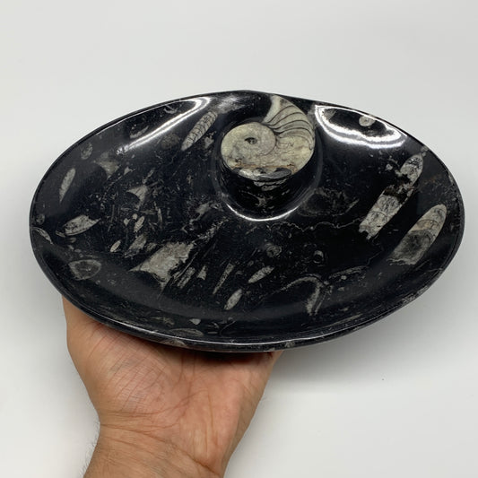 852g, 8.75"x6.5" Black Fossils Ammonite Orthoceras Bowl Oval Ring @Morocco,B8447