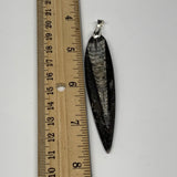 10.9g, 3.2"x0.6"x0.2", Natural Fossils Orthoceras Pendant (Straight Horn),B12547