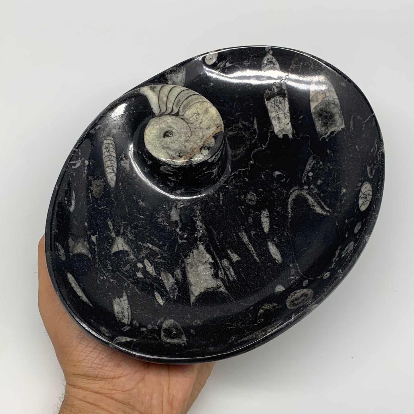 852g, 8.75"x6.5" Black Fossils Ammonite Orthoceras Bowl Oval Ring @Morocco,B8447