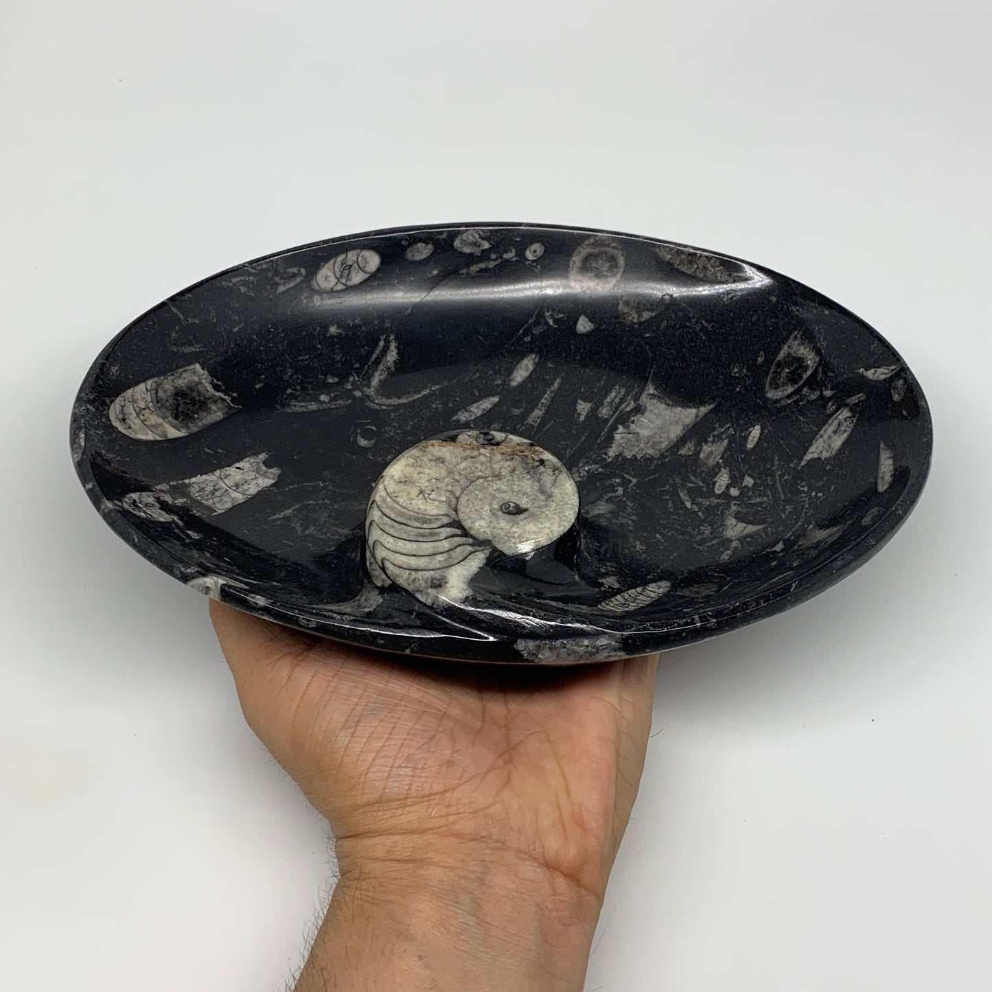 852g, 8.75"x6.5" Black Fossils Ammonite Orthoceras Bowl Oval Ring @Morocco,B8447